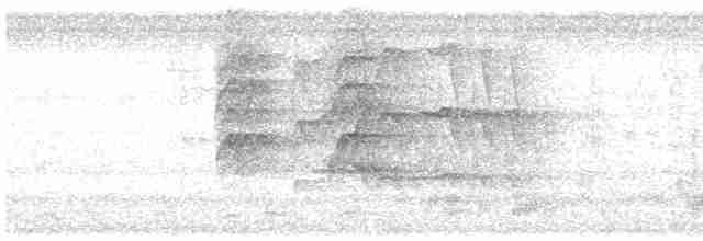 Kara Karınlı Islıkçı Ördek - ML619411559