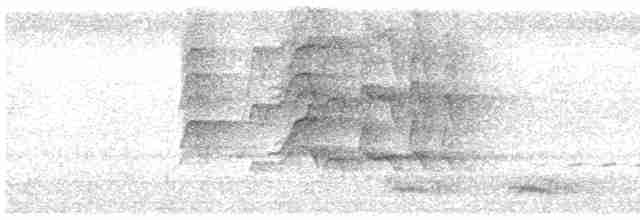Kara Karınlı Islıkçı Ördek - ML619411560