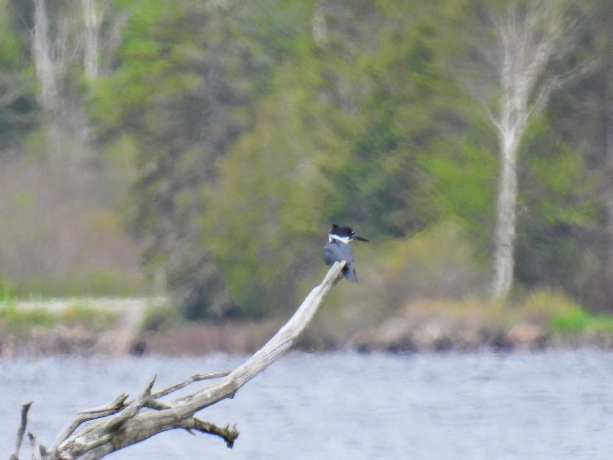 Belted Kingfisher - ML619411593