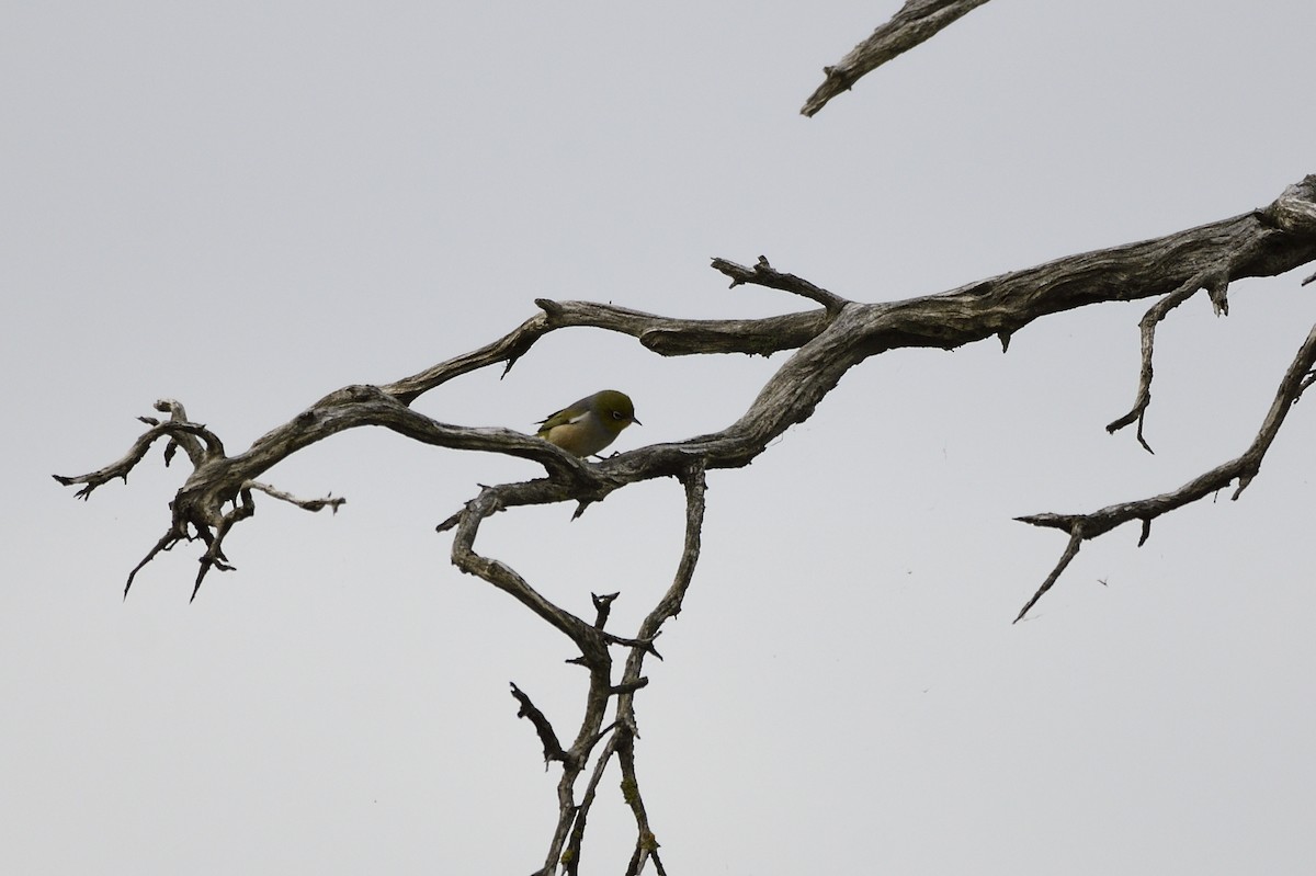 Graumantel-Brillenvogel - ML619411603