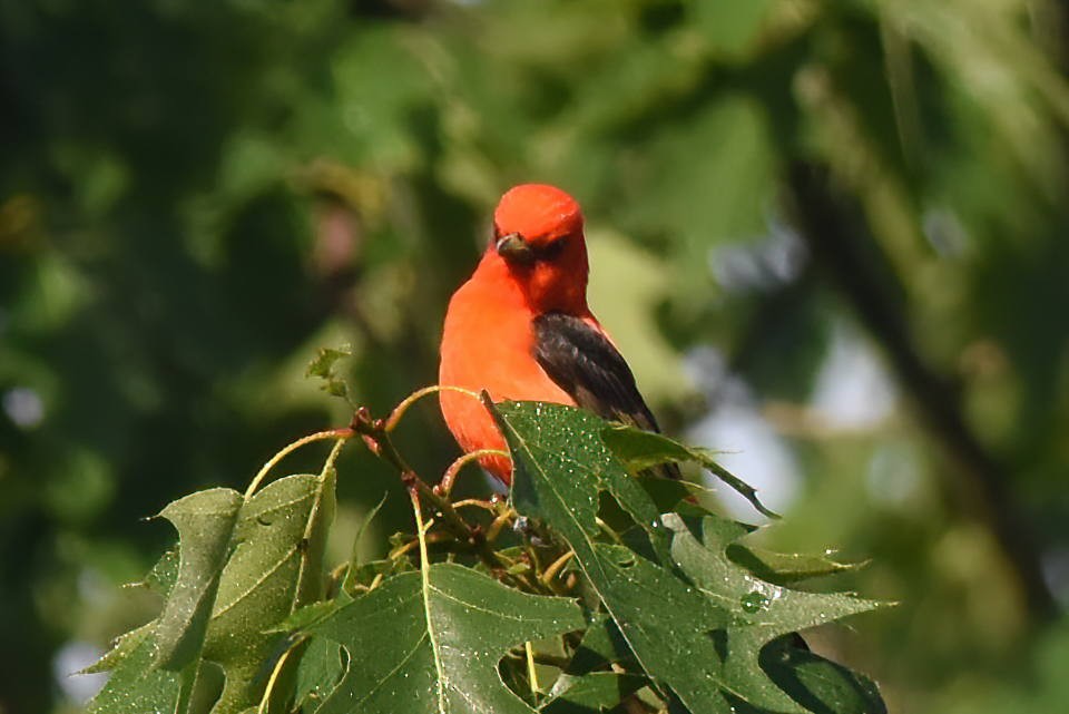 Scarlet Tanager - ML619411628
