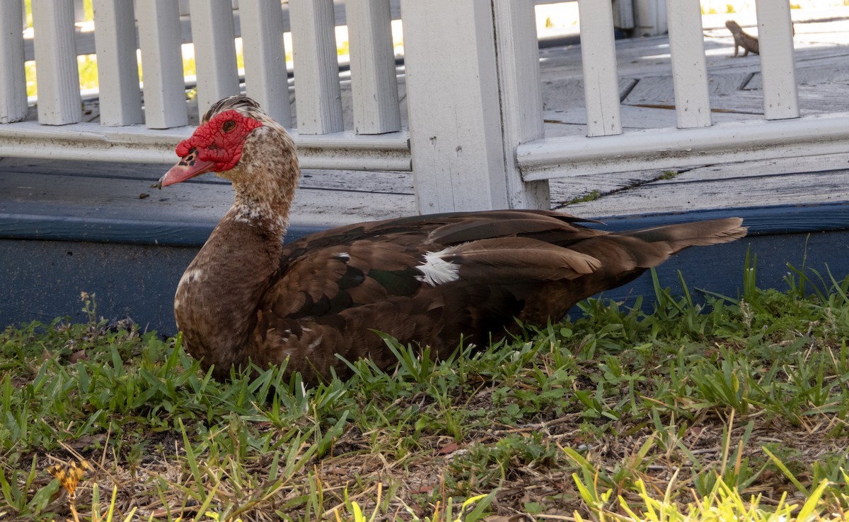 Muscovy Duck (Domestic type) - ML619411667