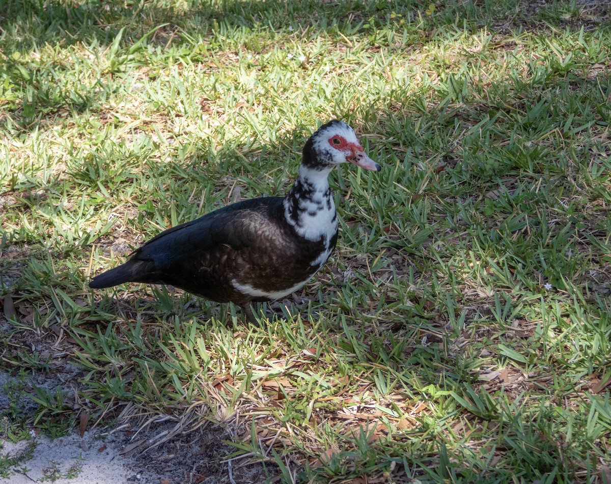Muscovy Duck (Domestic type) - ML619411670