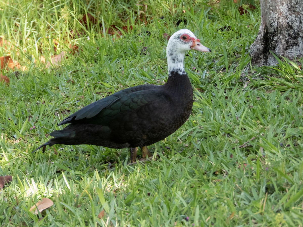 Muscovy Duck (Domestic type) - ML619411675