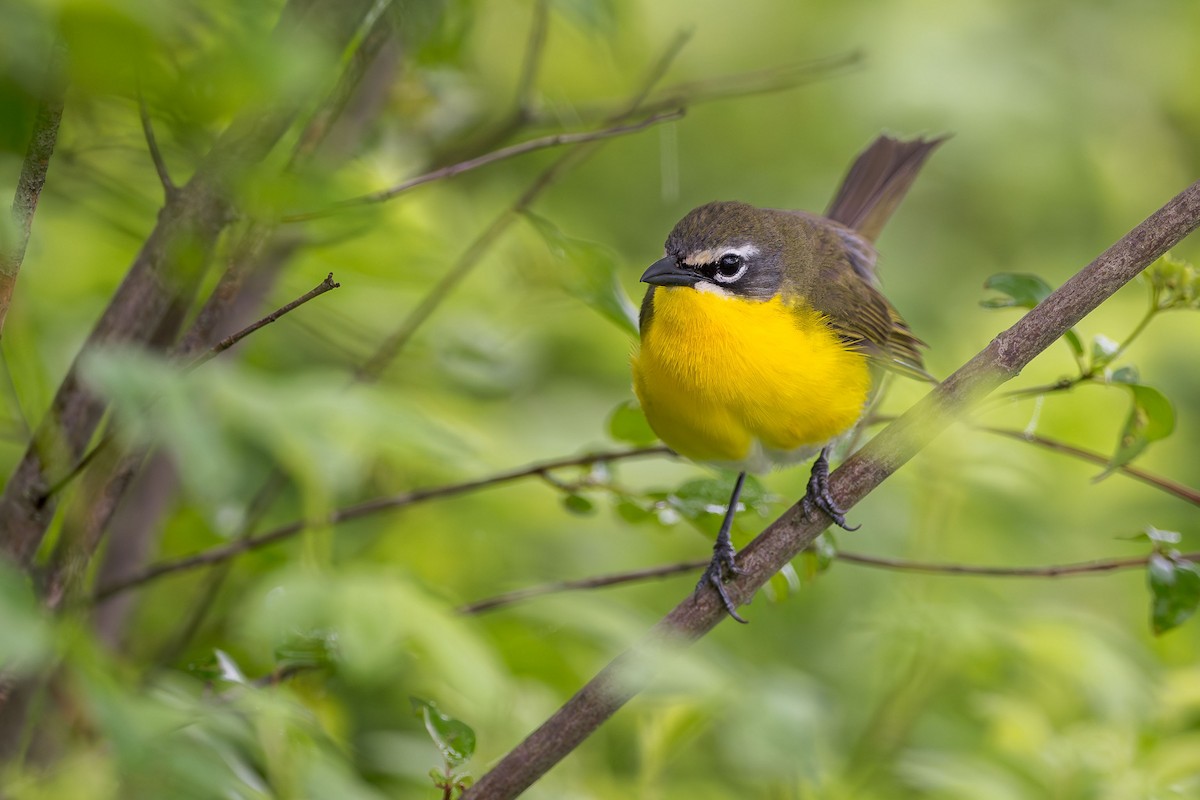 Yellow-breasted Chat - ML619411717