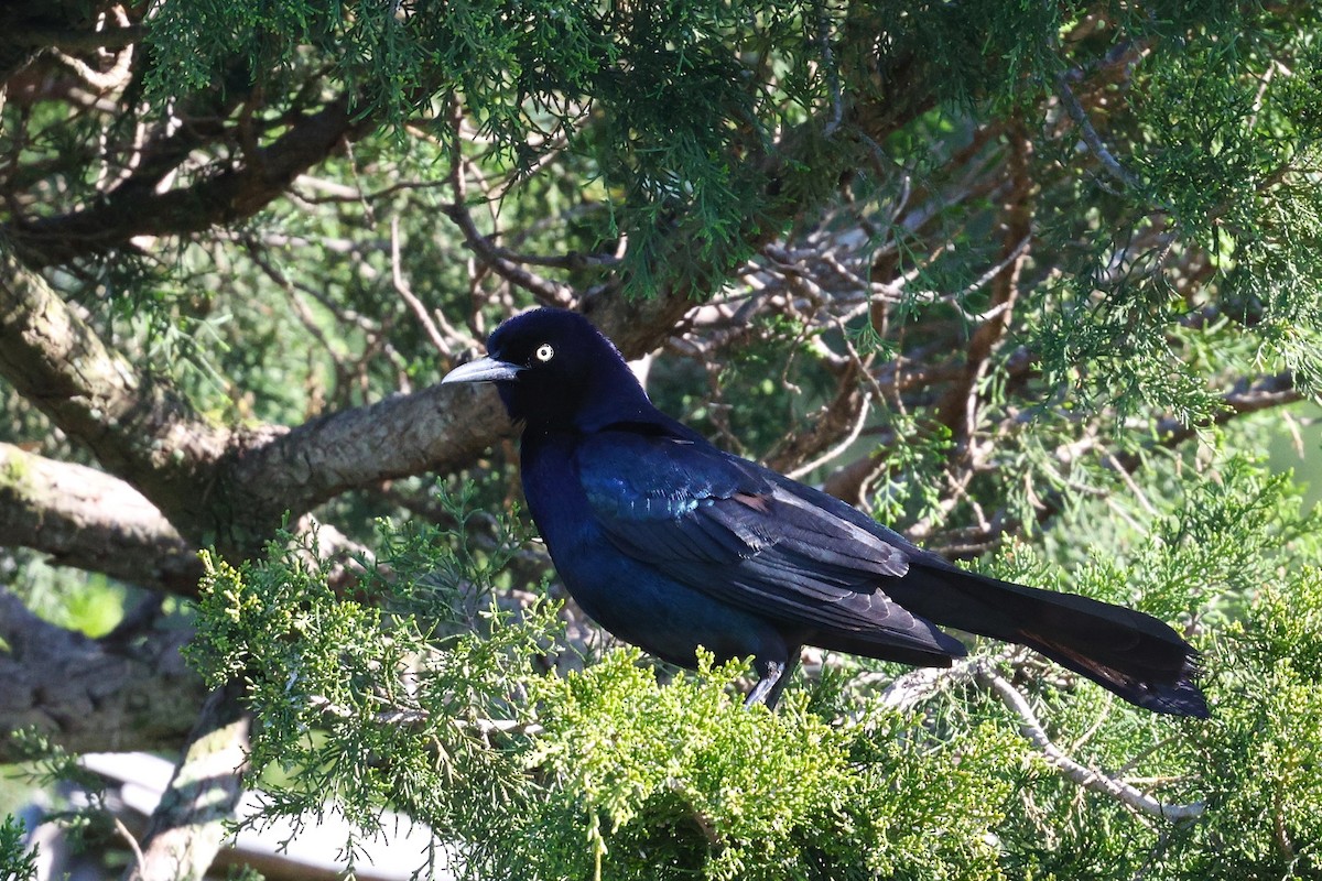 Boat-tailed Grackle - ML619411747