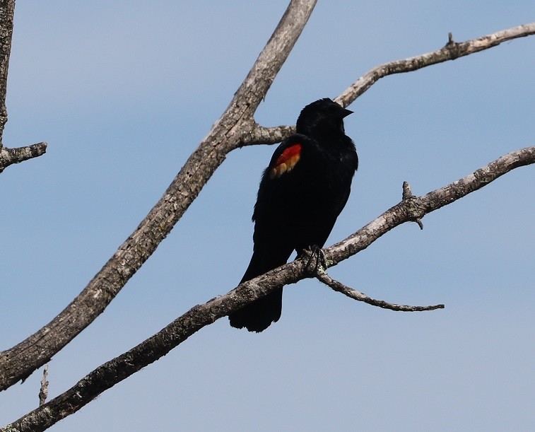 Red-winged Blackbird - ML619411752