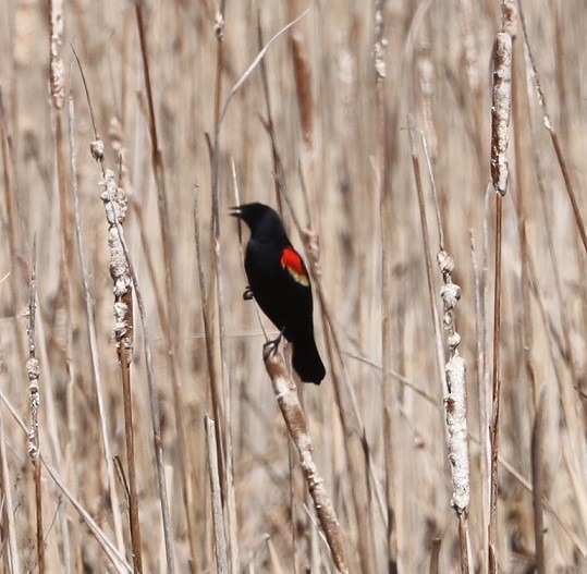Red-winged Blackbird - ML619411753