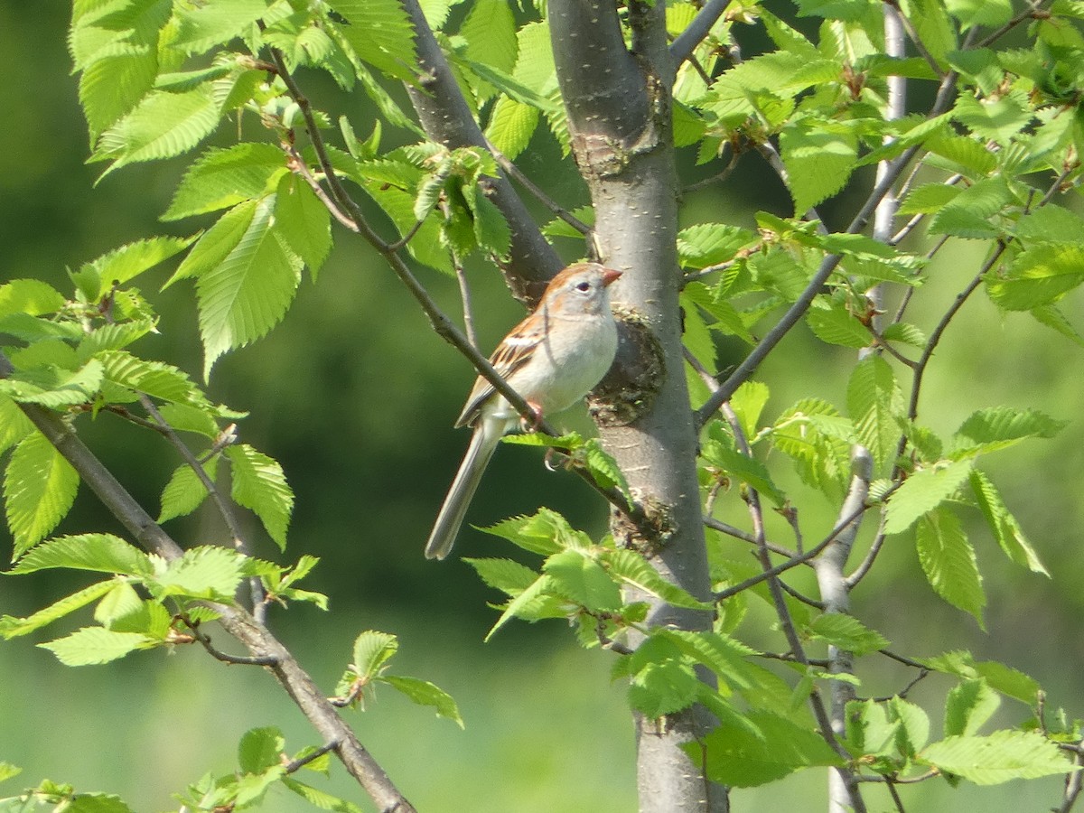 Field Sparrow - ML619411759