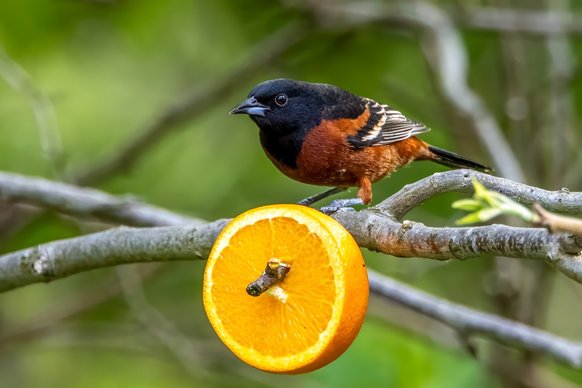 Orchard Oriole - ML619411787