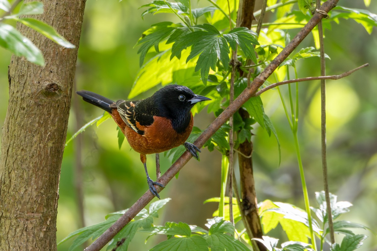 Orchard Oriole - ML619411788