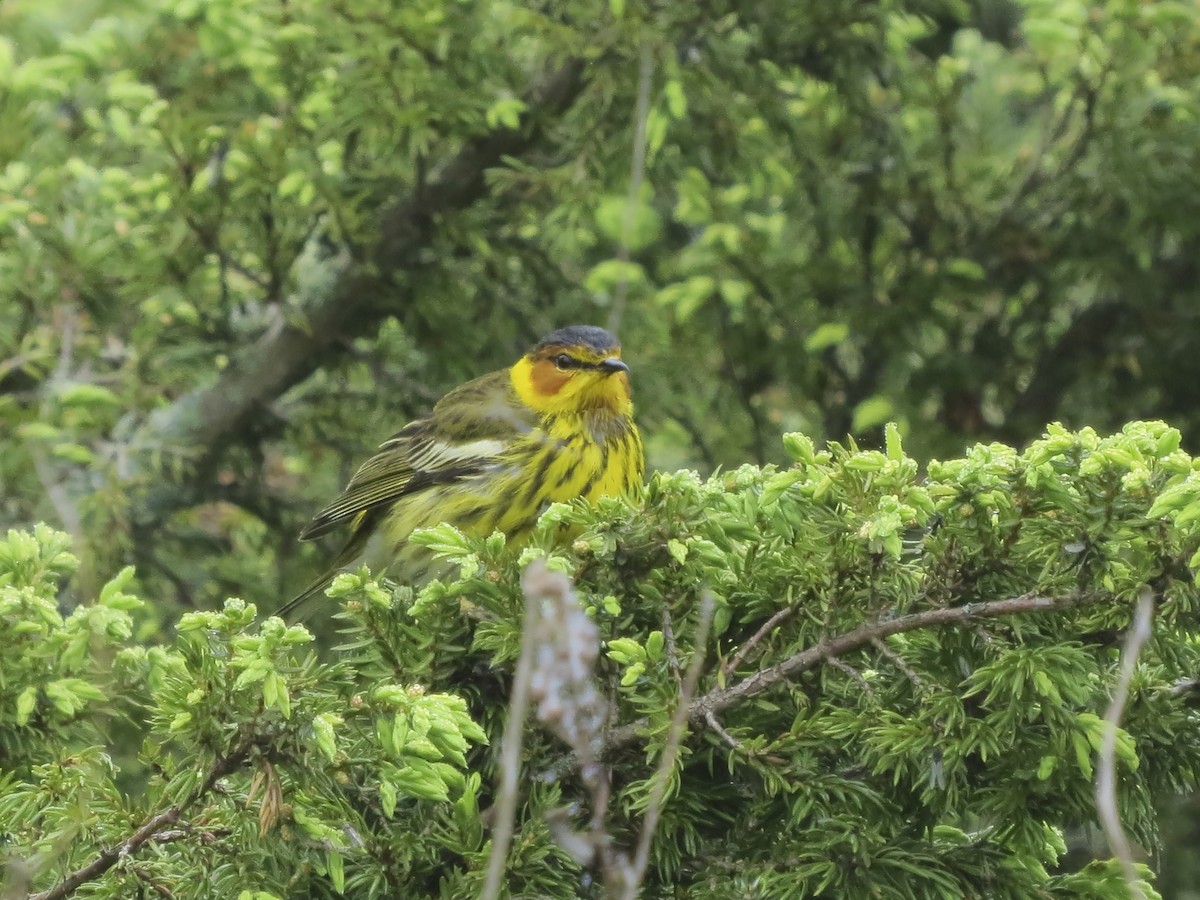 Cape May Warbler - ML619411816