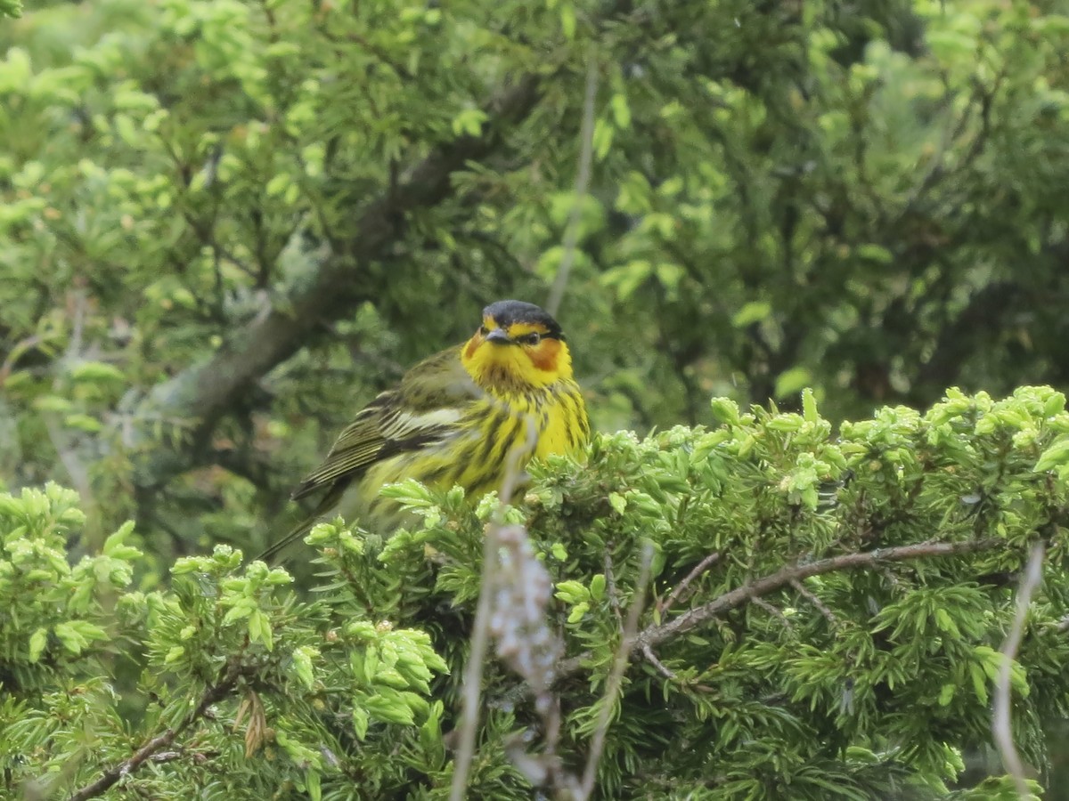 Cape May Warbler - ML619411818