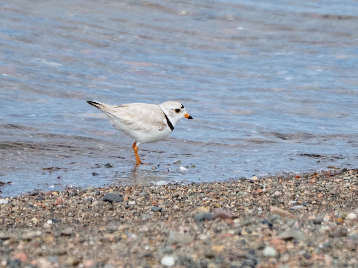 Piping Plover - ML619411821