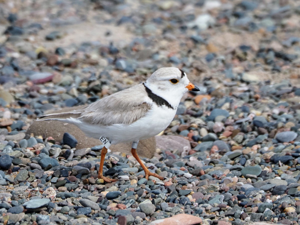 Piping Plover - ML619411822