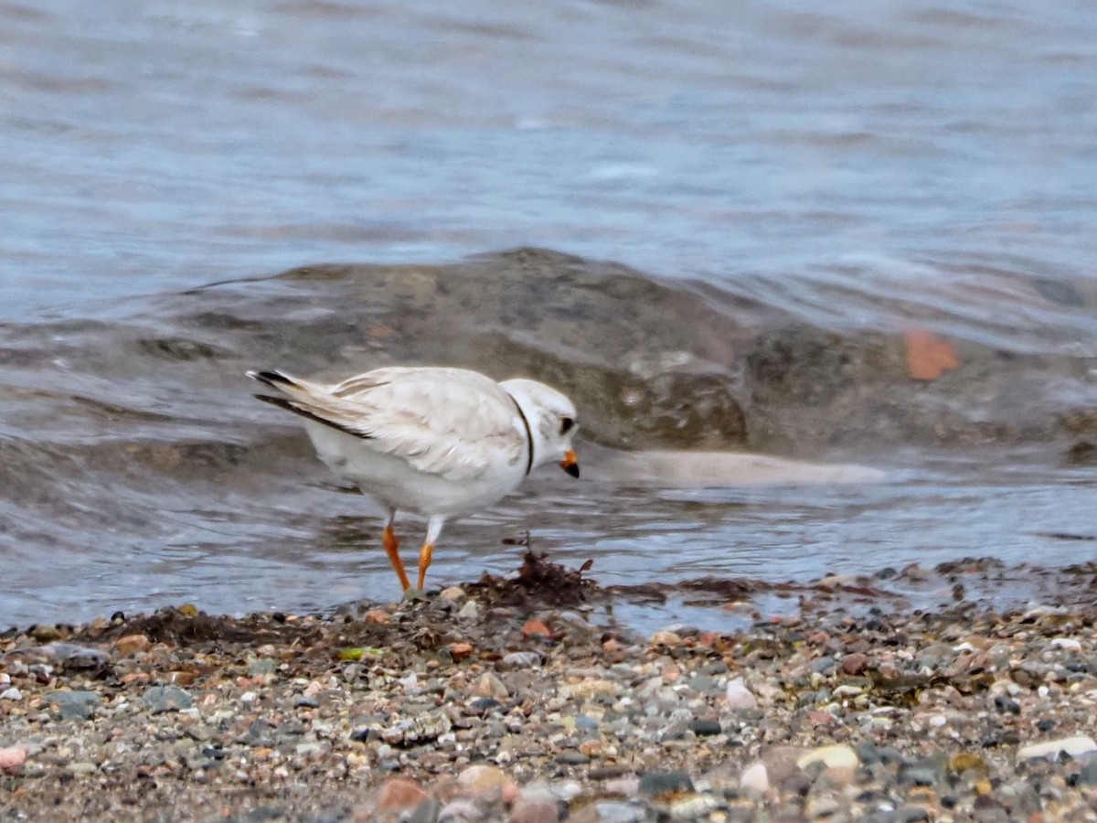 Piping Plover - ML619411823