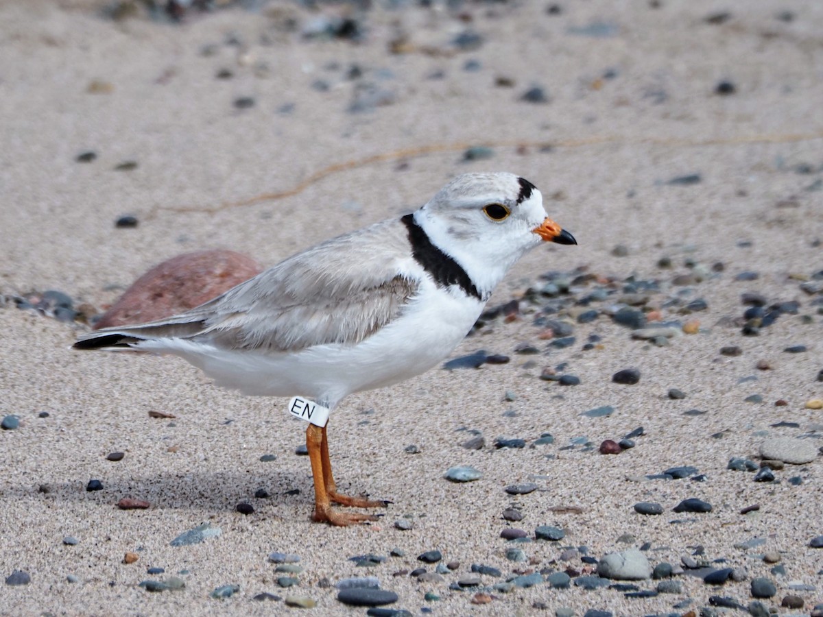 Piping Plover - ML619411824