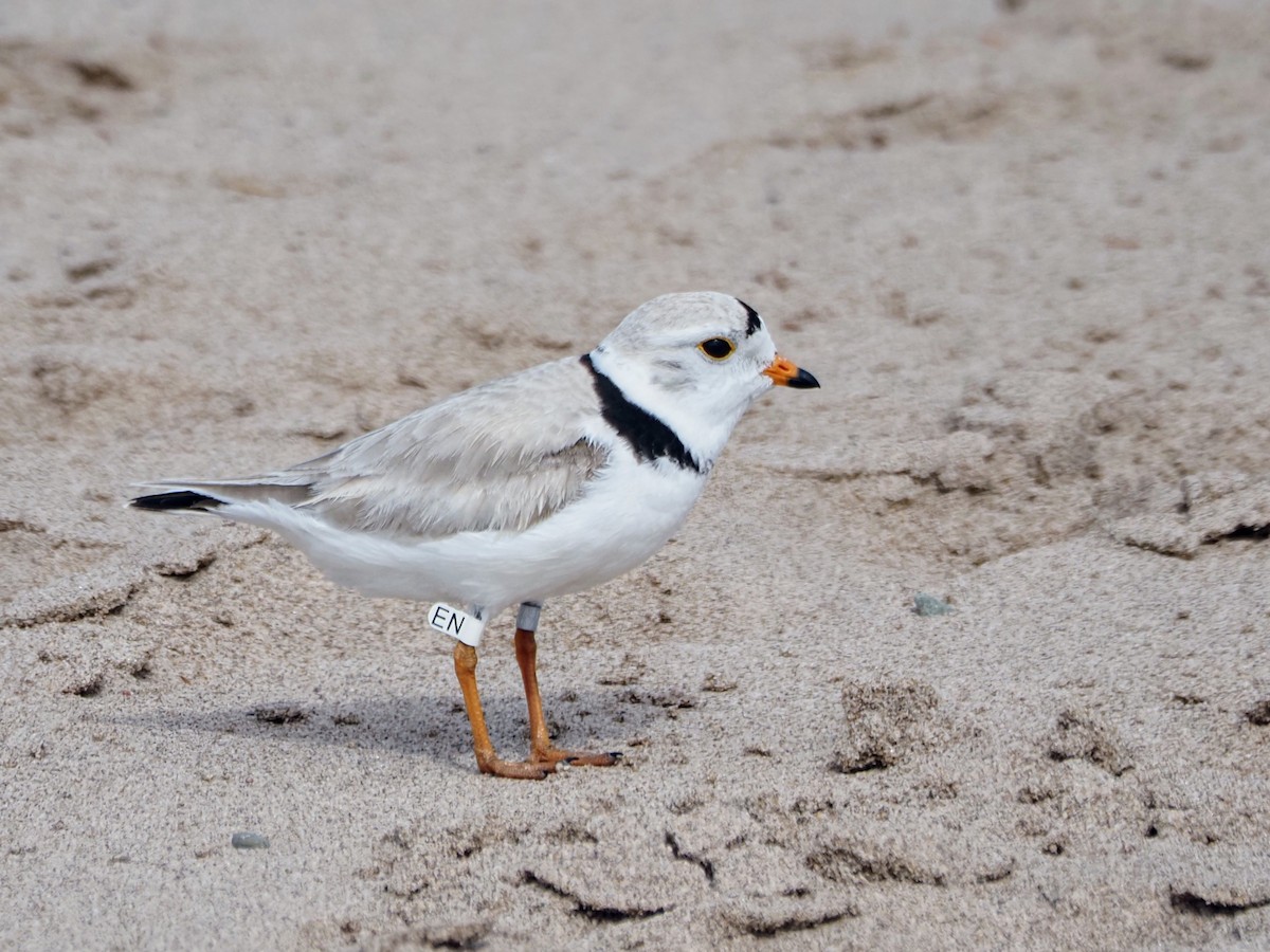 Piping Plover - ML619411825