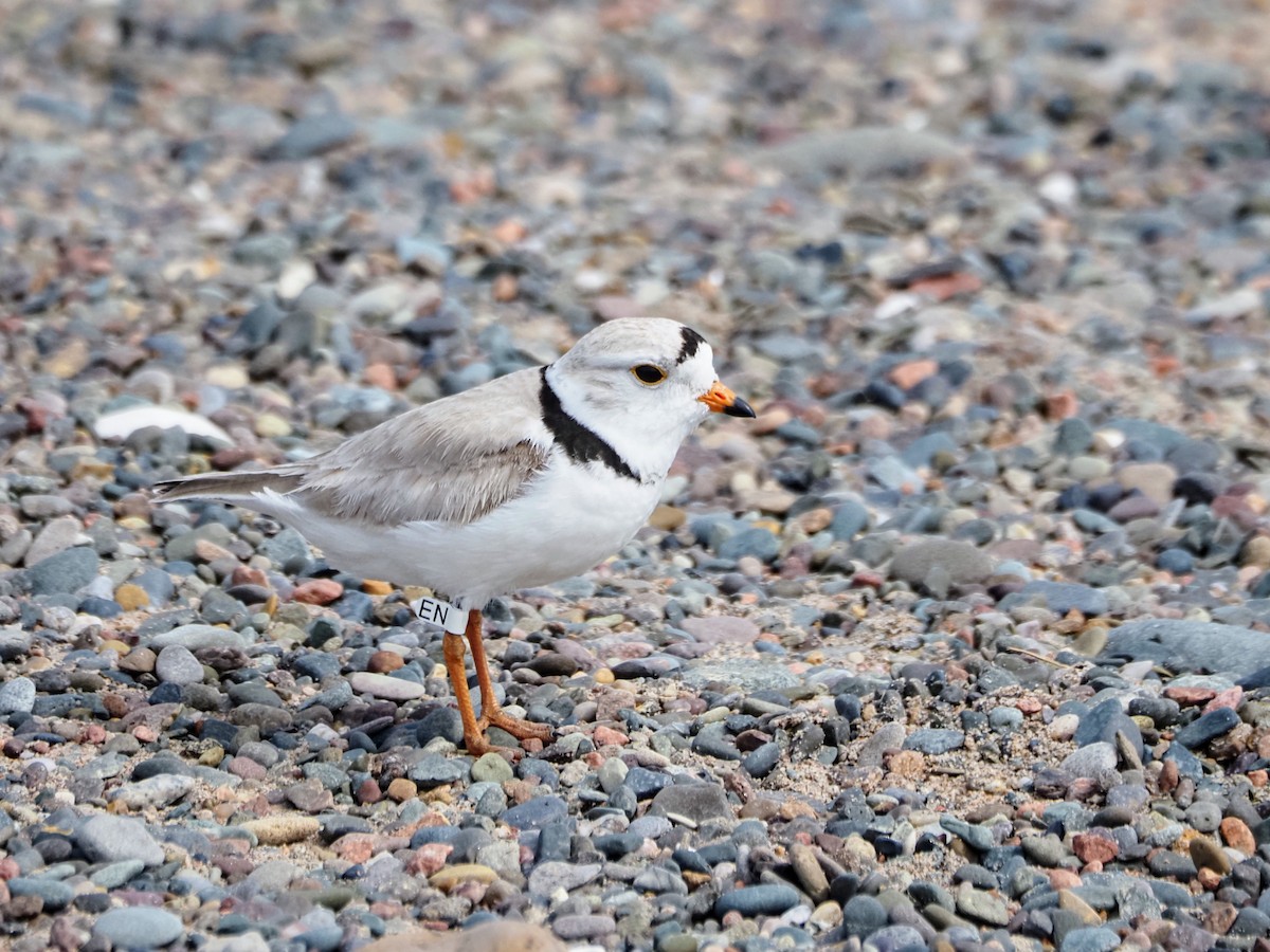 Piping Plover - ML619411827
