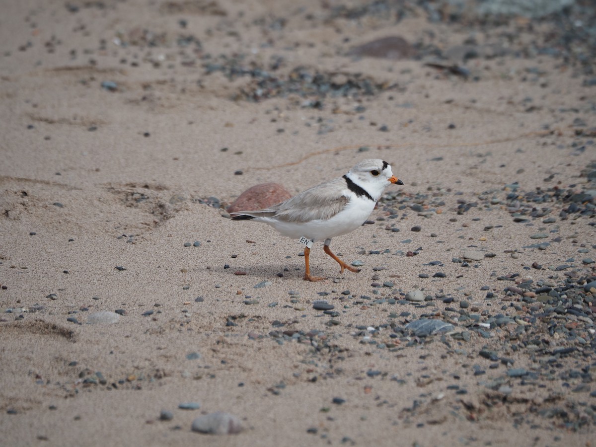 Piping Plover - ML619411830