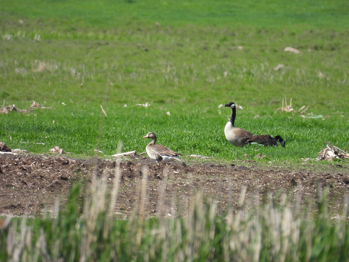 Greater White-fronted Goose - ML619411832