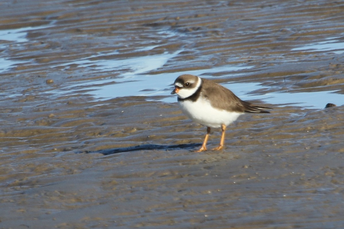 Semipalmated Plover - ML619411848