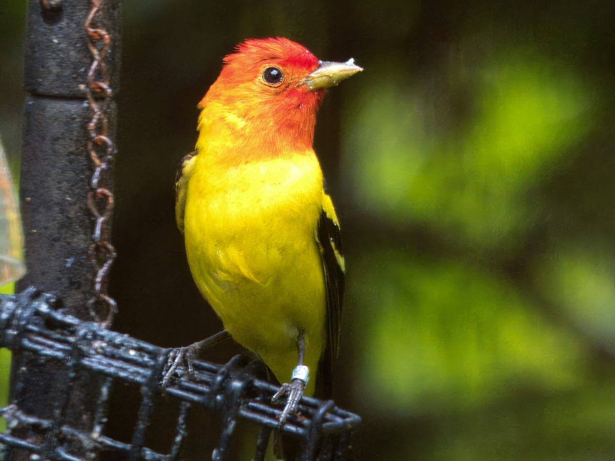 Western Tanager - ML619411858