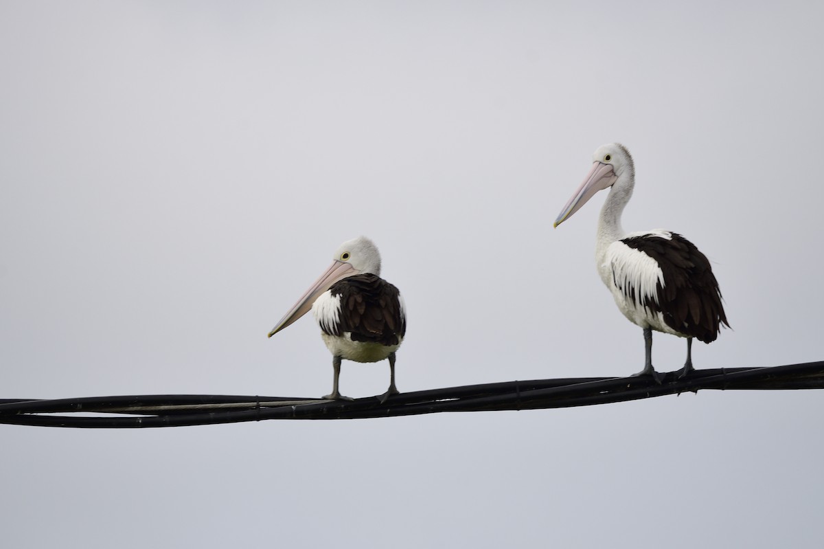 pelikán australský - ML619411883