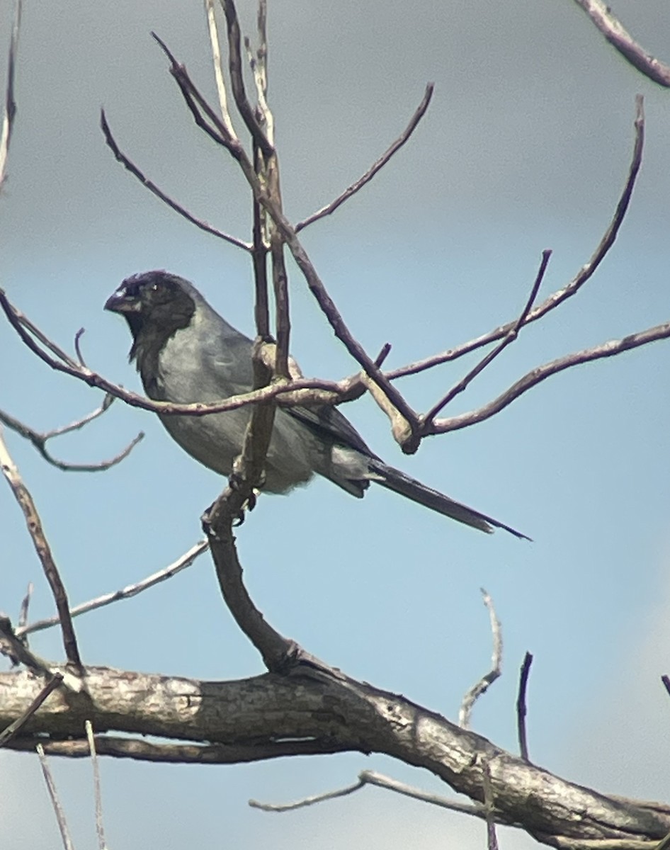 Black-faced Tanager - ML619411889