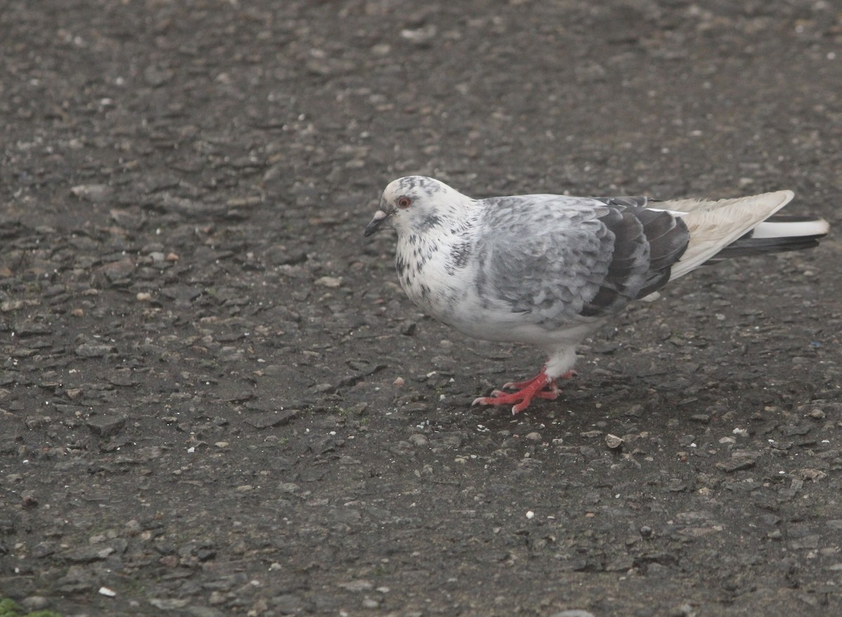 Rock Pigeon (Feral Pigeon) - ML619411892