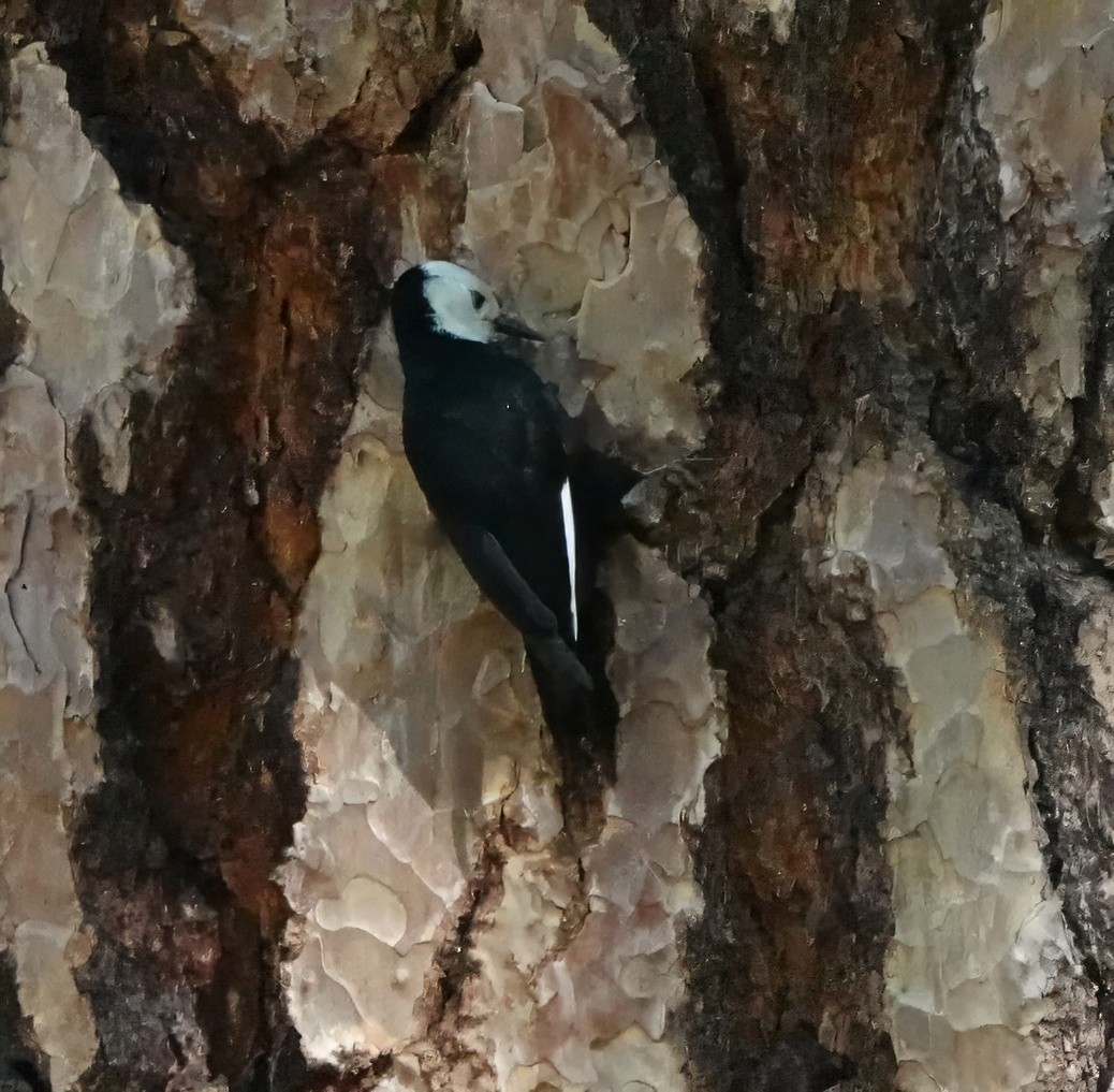 White-headed Woodpecker - ML619411928