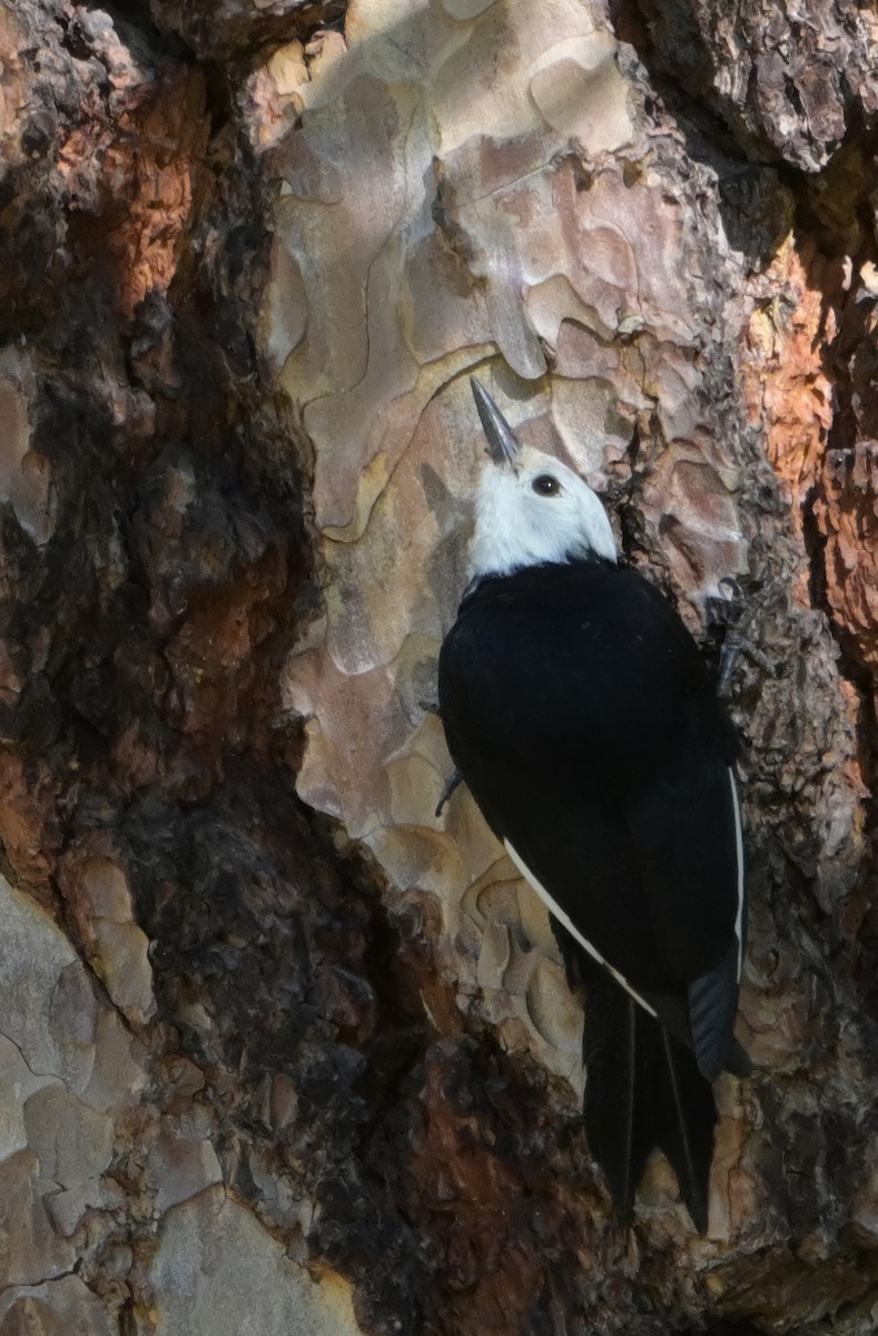 White-headed Woodpecker - ML619411929