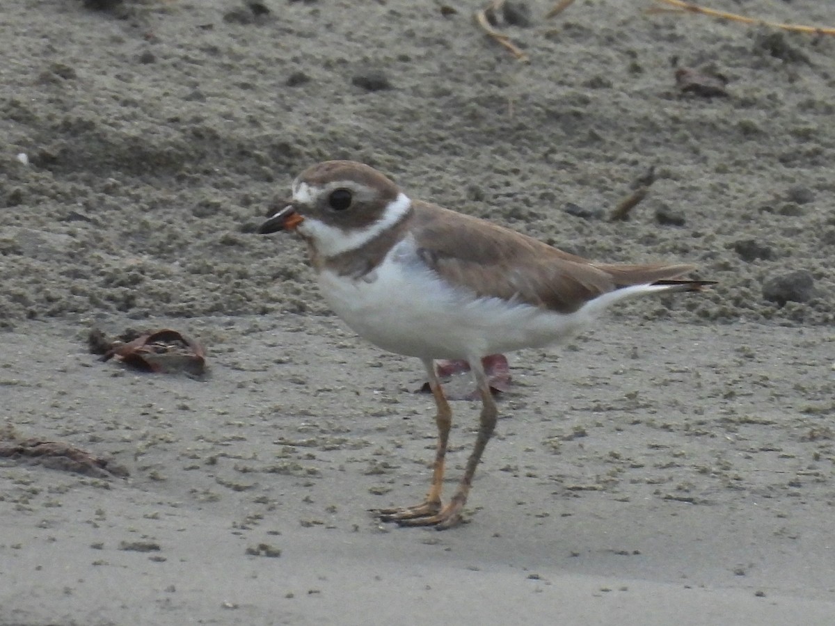 Semipalmated Plover - ML619411972