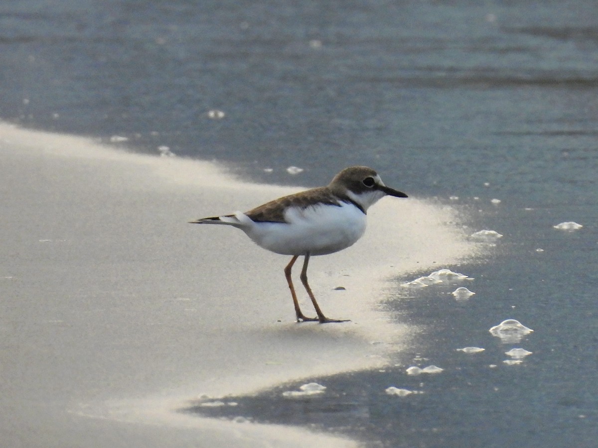 Collared Plover - ML619411985