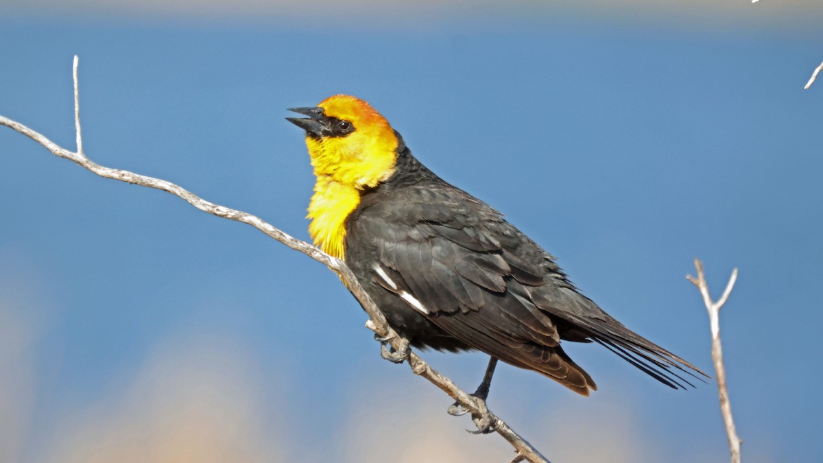Yellow-headed Blackbird - ML619412026