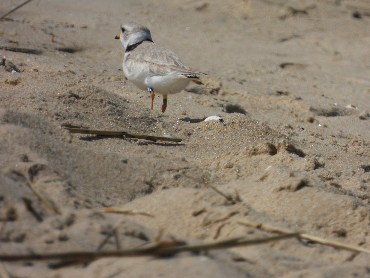 Piping Plover - ML619412037