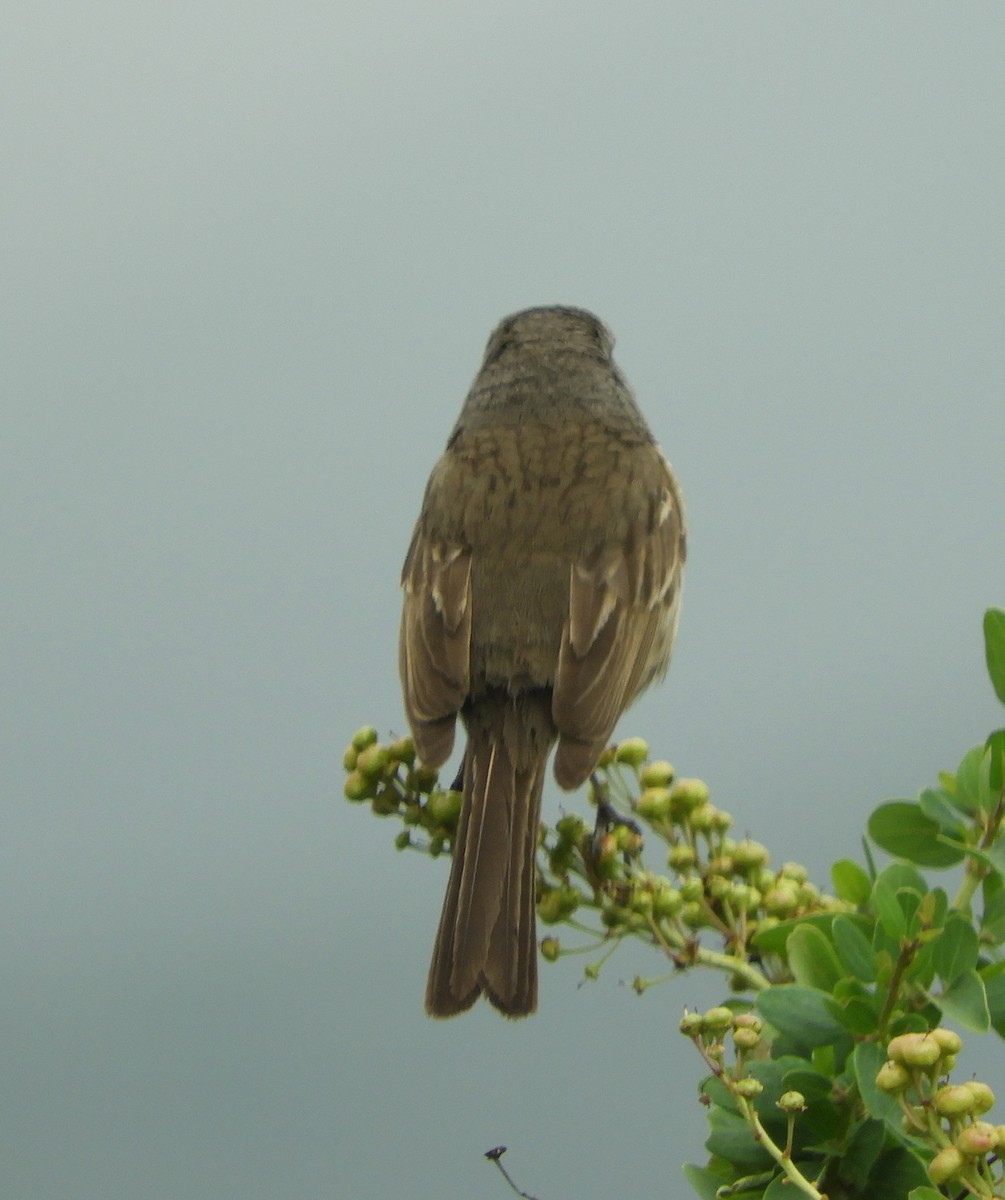 Bell's Sparrow (belli) - ML619412046