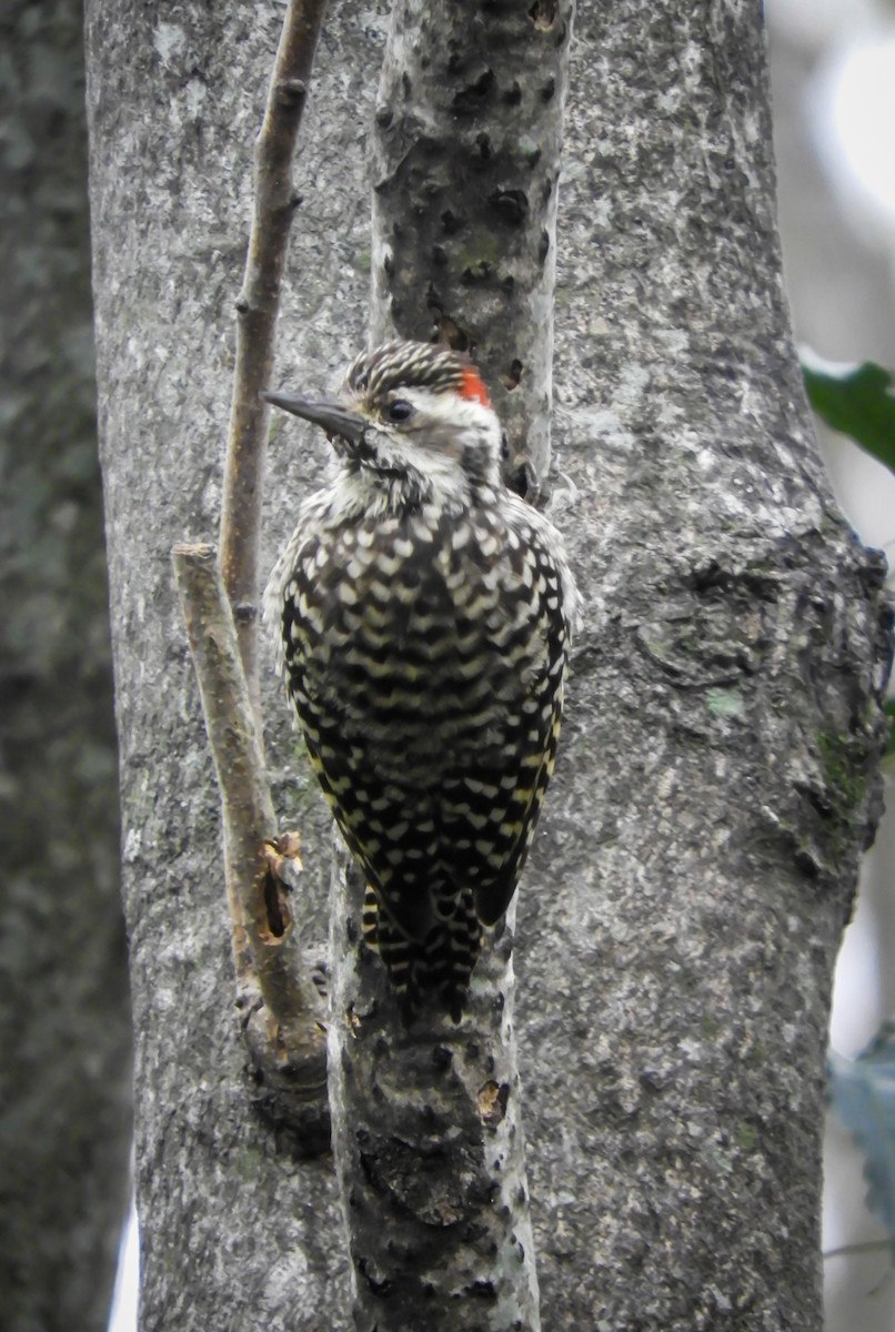Checkered Woodpecker - ML619412066
