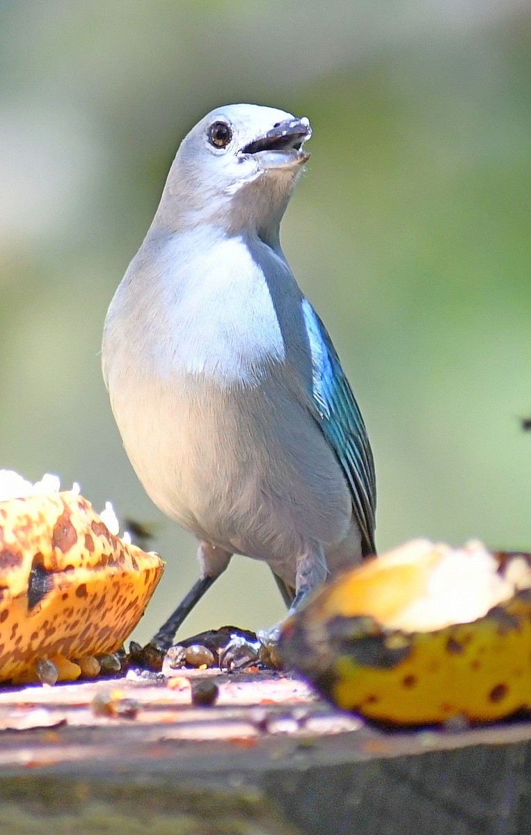 Blue-gray Tanager - ML619412078