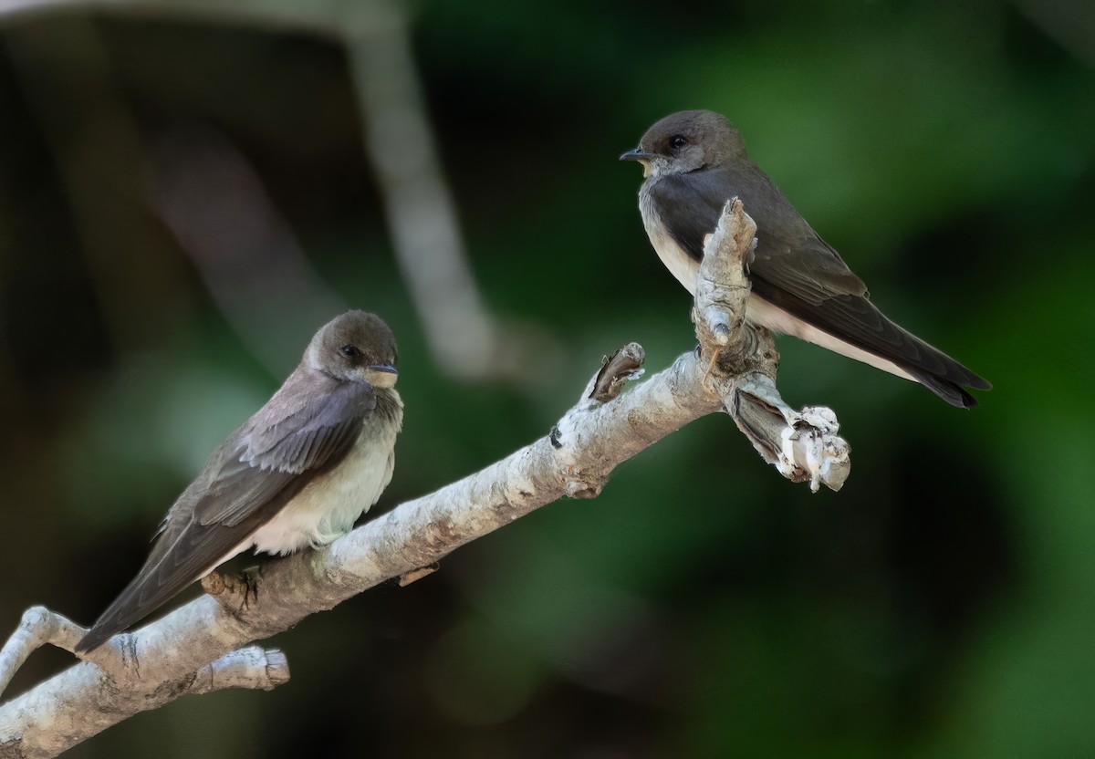 Northern Rough-winged Swallow - ML619412081
