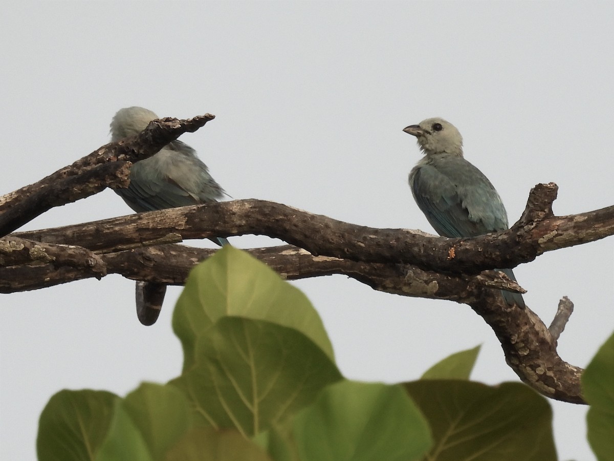 Glaucous Tanager - ML619412089