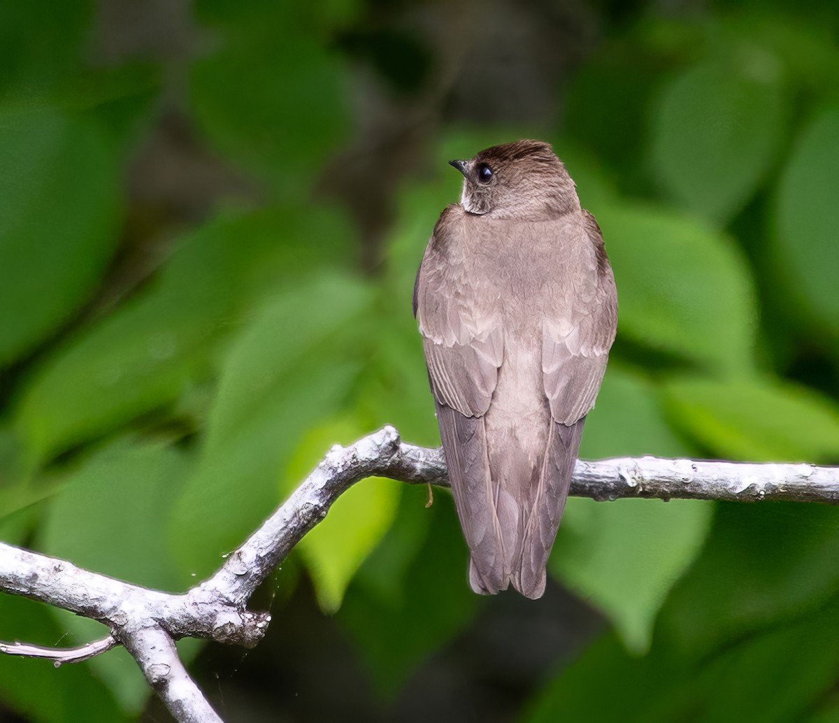 Northern Rough-winged Swallow - ML619412092