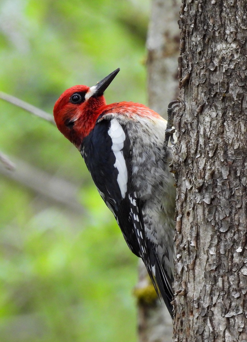 Red-breasted Sapsucker - ML619412093