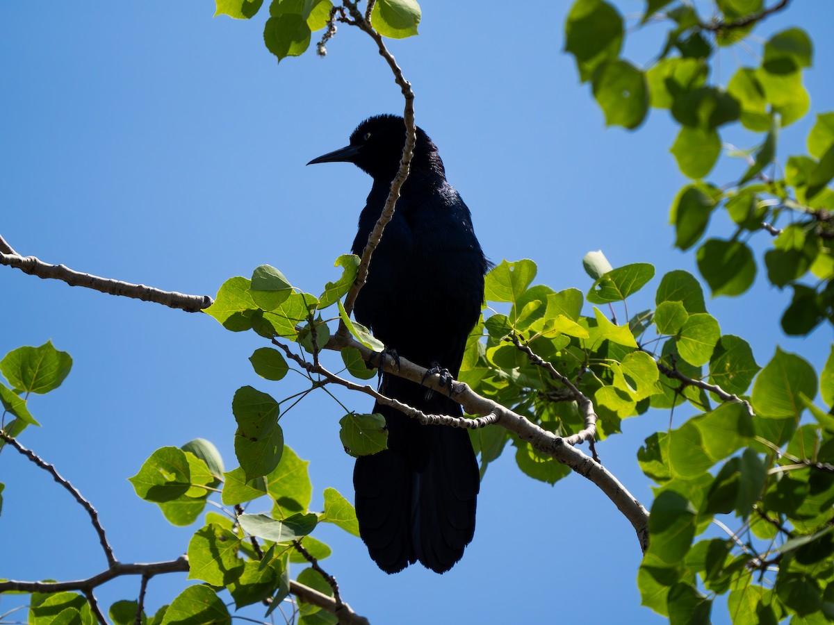Boat-tailed Grackle - ML619412132