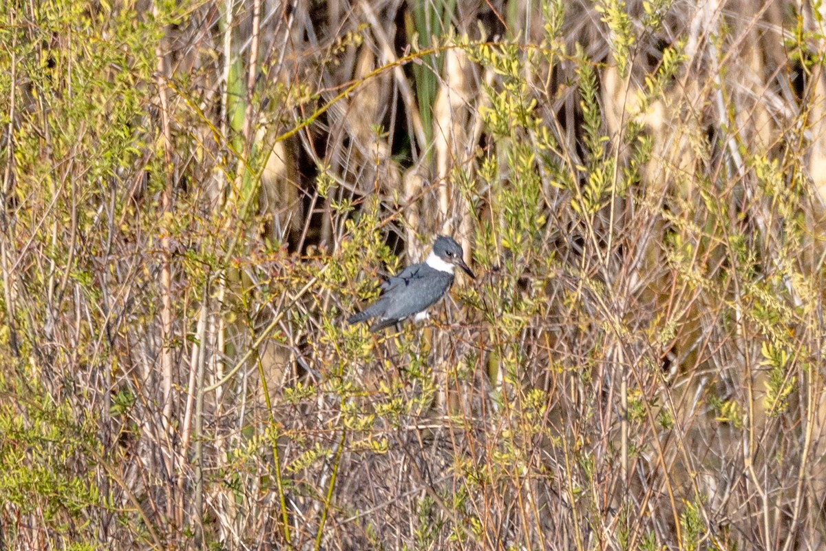 Belted Kingfisher - ML619412156