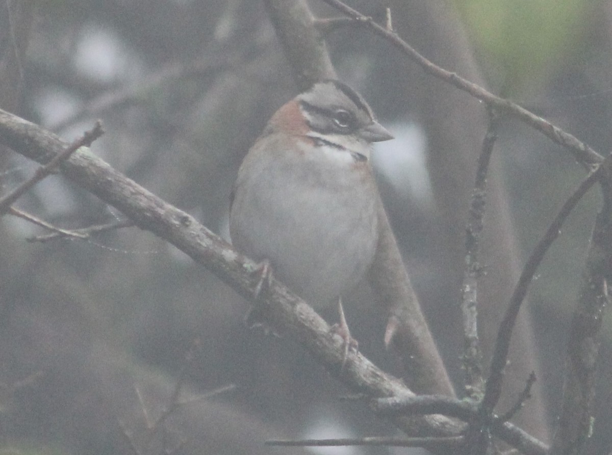 Rufous-collared Sparrow - ML619412157