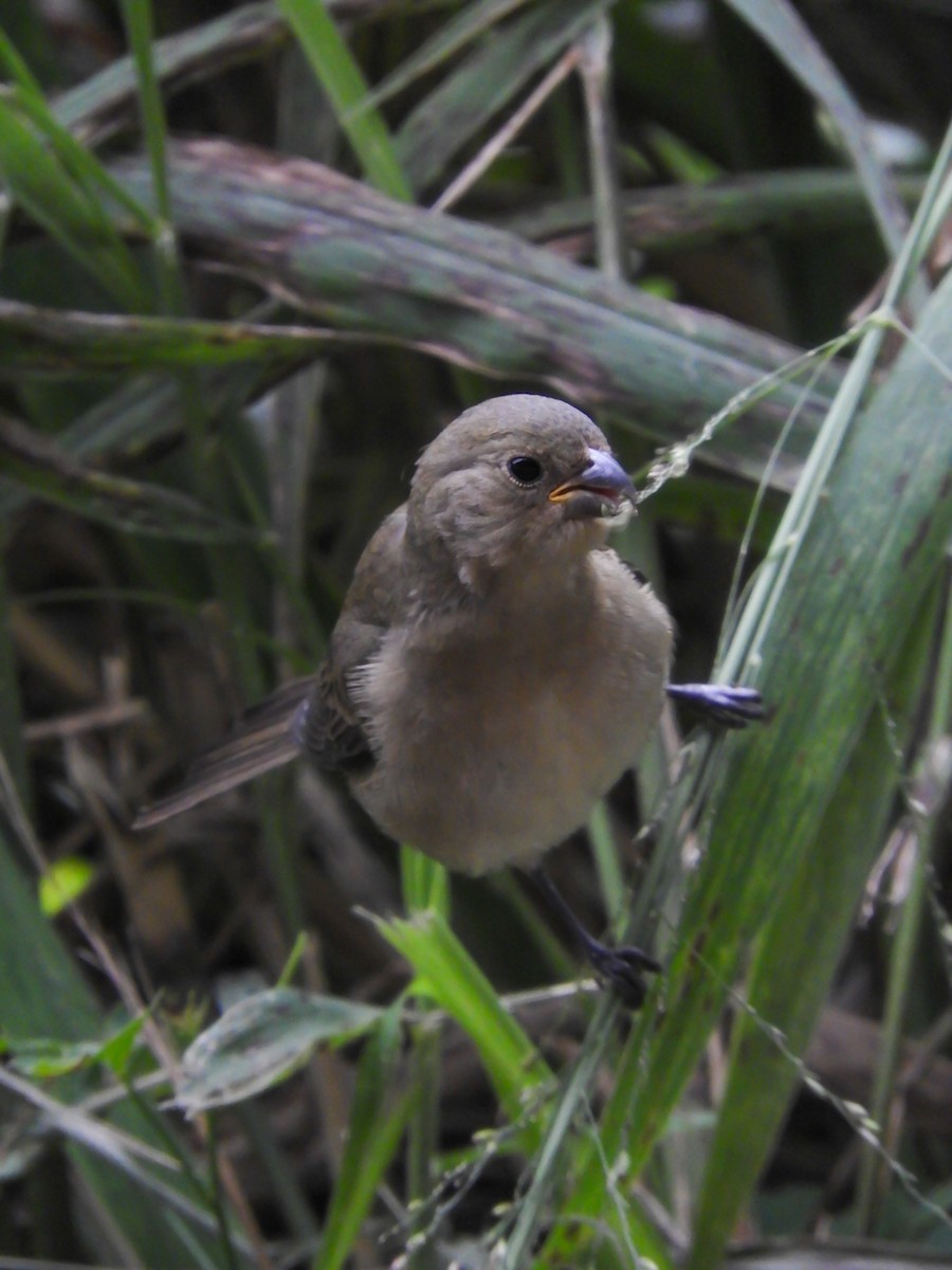 Double-collared Seedeater - ML619412171