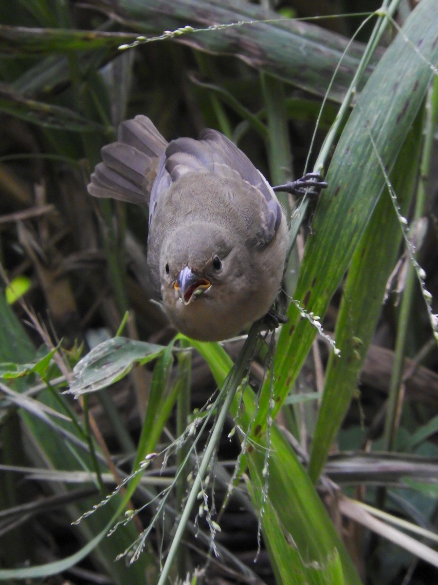 Double-collared Seedeater - ML619412172