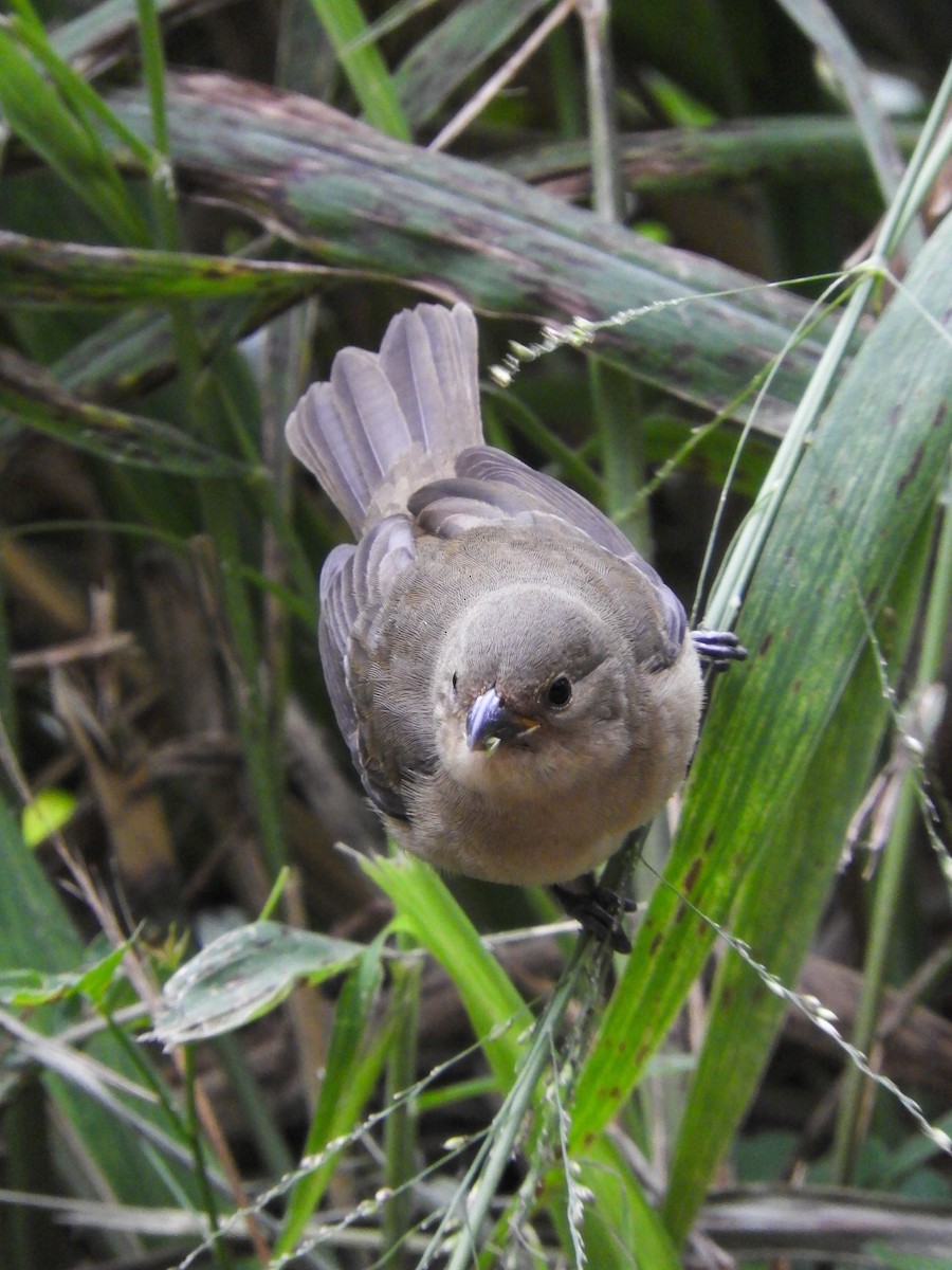 Double-collared Seedeater - ML619412174