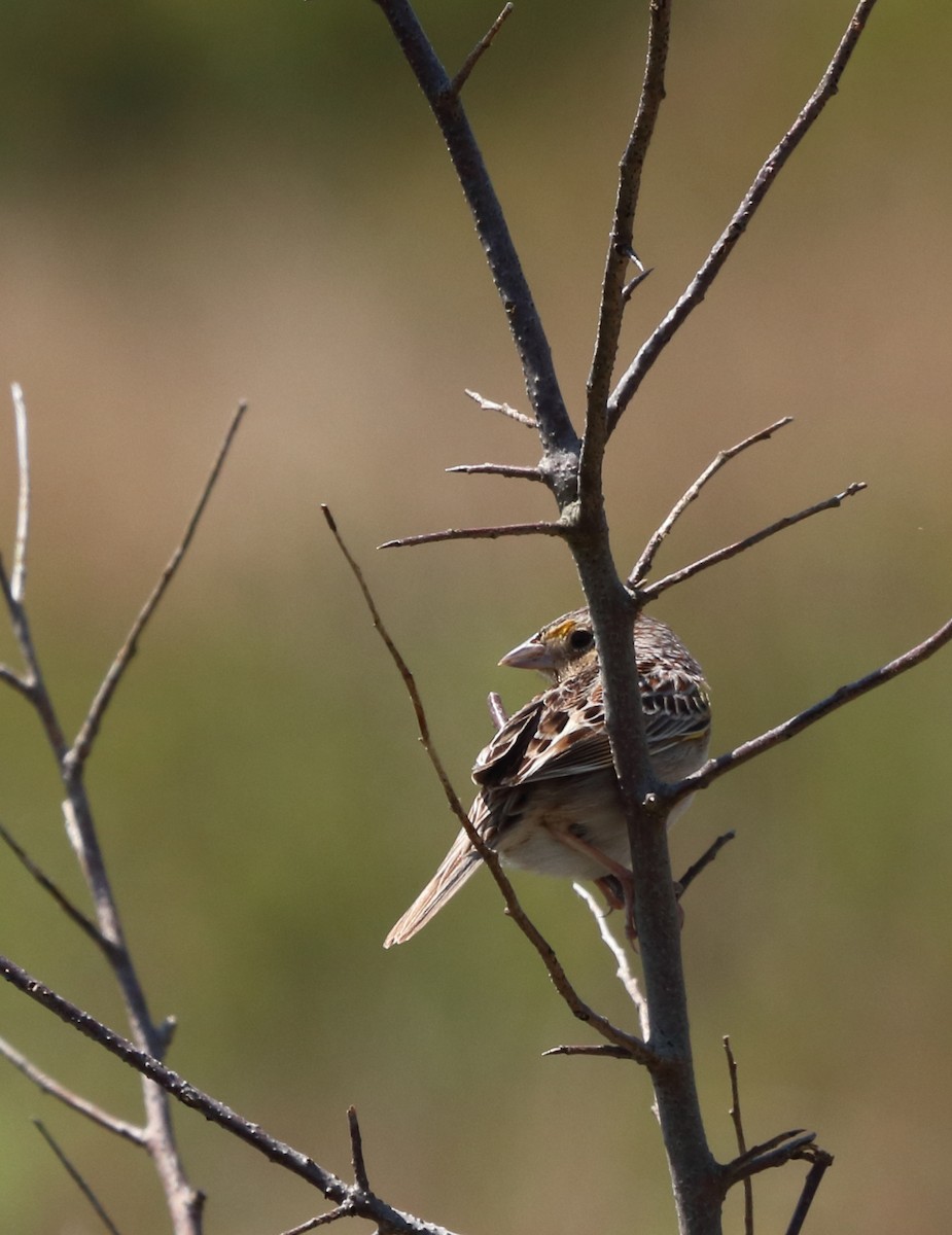 Grasshopper Sparrow - ML619412180